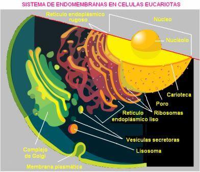 CELULAS EUCARIOTAS