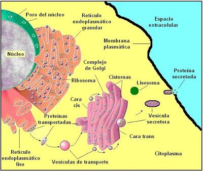 CELULAS EUCARIOTAS