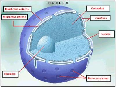 CELULAS EUCARIOTAS