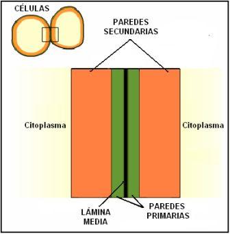 CELULAS EUCARIOTAS