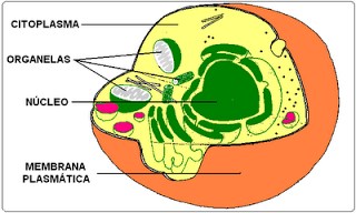 CELULAS EUCARIOTAS