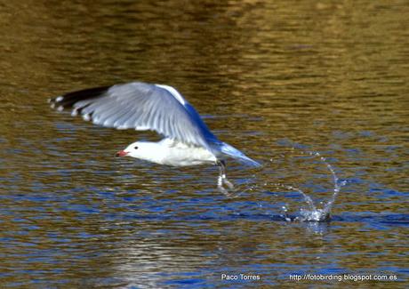 Larus audouinii AB1N
