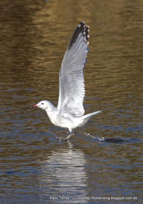 Larus audouinii AB1N