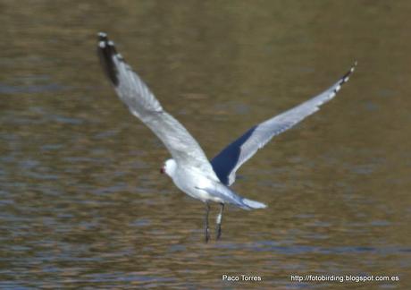 Larus audouinii AB1N