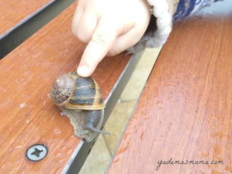 caracol niño, criando despacio