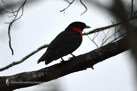 Yacutoro (Red-ruffed Fruitcrow) Pyroderus scutatus