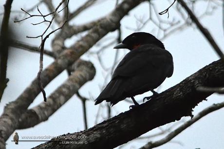 Yacutoro (Red-ruffed Fruitcrow) Pyroderus scutatus