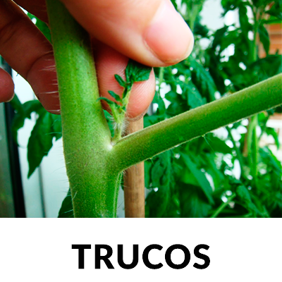 Trucos para el huerto PLANTEA EN VERDE