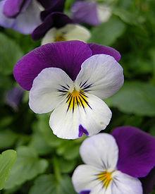 Flores de invierno: Hoy, viola tricolor (look)