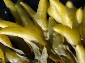 Como combatir estreñimiento FUCUS.