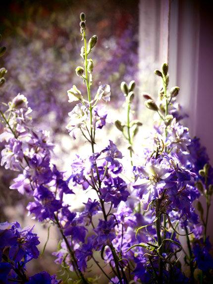 Empiezan las Rebajas en Dezazu