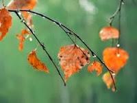 RAREZAS DE OTOÑO II