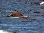 Protege ballena jorobada aguas dominicanas