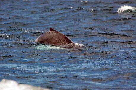 Protege ballena jorobada en aguas dominicanas