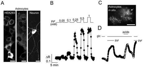 Nanosensor creado en Chile mide por primera vez el metabolismo mitocondrial en células individuales