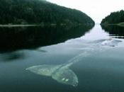 Inaudible, presencia llega