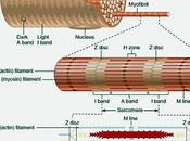 Fibra muscular