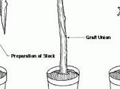 Tomtato: tomate patata