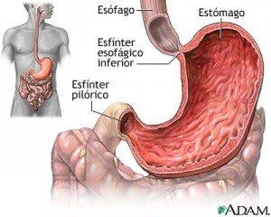 La fruta fermenta en el intestino