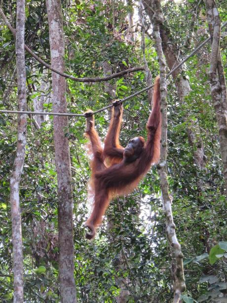 Mis encuentros con animales en Malasia y Singapur