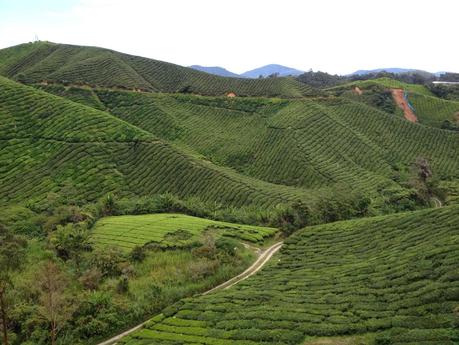 Un día en Cameron Highlands