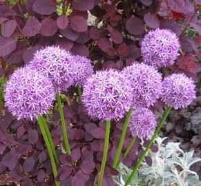 Flores de ajo ornamental