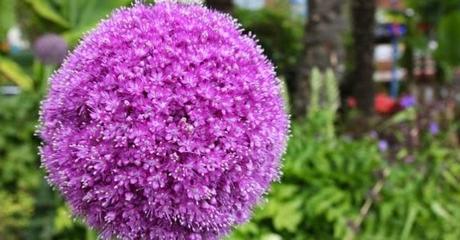 Flores de ajo ornamental