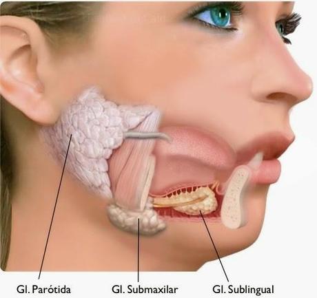 Alteraciones de la salivación, ¿qué es y cómo tratarla?