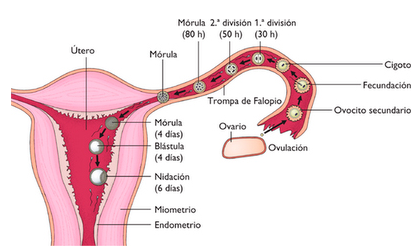 implantacion mamiclic