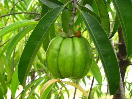 LRG Magazine - Garcinia Cambogia
