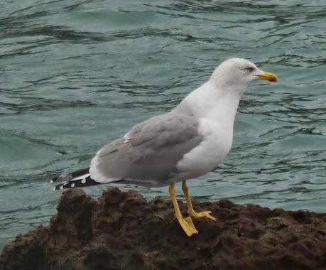 Comerse una estrella