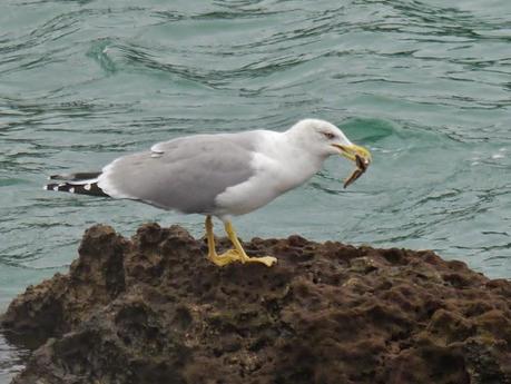 Comerse una estrella