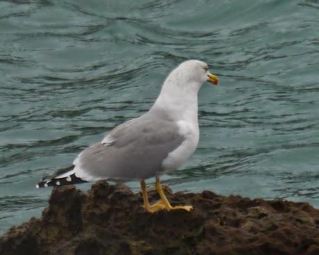 Comerse una estrella