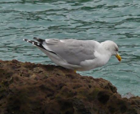 Comerse una estrella