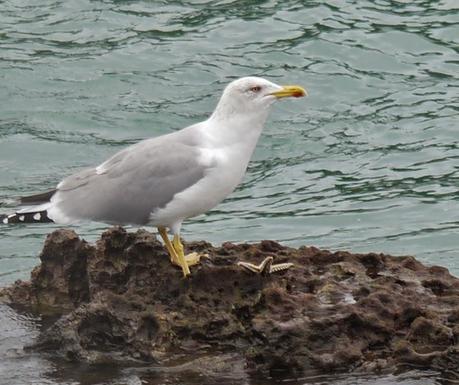 Comerse una estrella