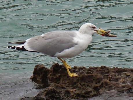Comerse una estrella