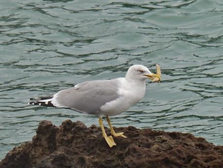 Comerse una estrella