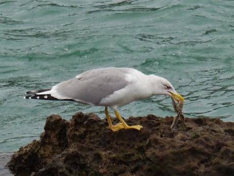 Comerse una estrella