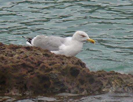 Comerse una estrella