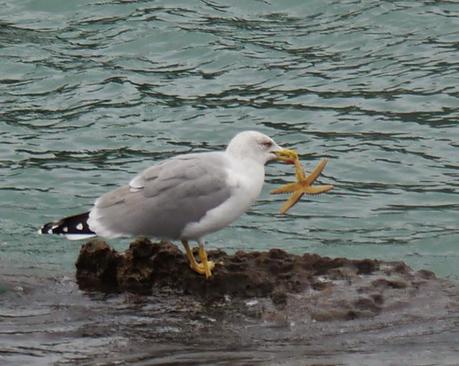 Comerse una estrella