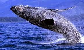 Esperan 60 mil turistas observen la Ballenas en el 2015
