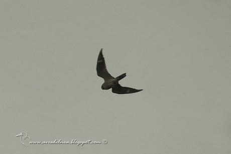 Añapero boreal (Common Nighthawk) Chordeiles minor