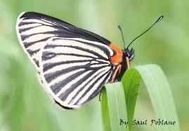 VAMOS A UNA TRANSFORMACIÓN SEGURO,2012 o 2060 ¿ALGUIEN LO SABE?