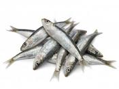 SARDINAS verduritas