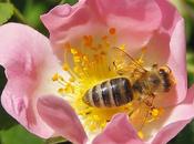 Colección visitas distintas flores Collection visits different flowers.