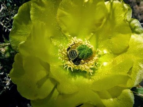 Delicadeza de polinización - Delicacy pollination