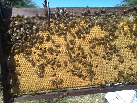 Excelentes cuadros de cria y miel - Excellent breeding boxes and honey.