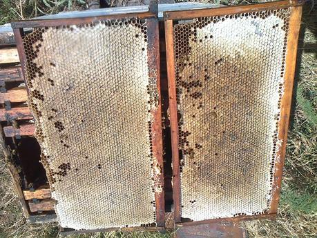 Excelentes cuadros de cria y miel - Excellent breeding boxes and honey.