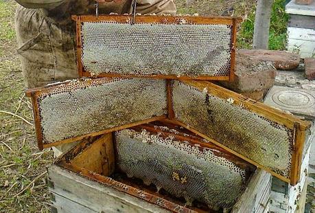 Excelentes cuadros de cria y miel - Excellent breeding boxes and honey.