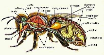 Posters: Clasificación, labores y anatomía de las abejas en ingles - Posters: Classification, work and anatomy of bees in english.